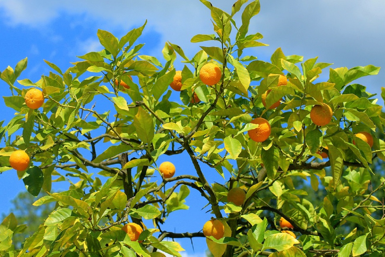 nossa terra dara fruto